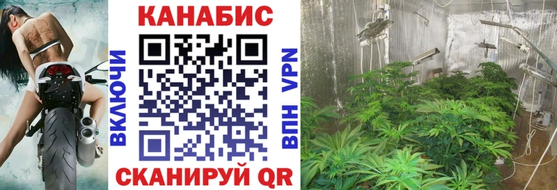 Конопля гибрид Острогожск